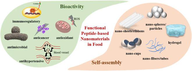 Trends Food Sci. Technol. | 福州大学汪少芸教授:食品工业中制备肽基纳米材料的新观点