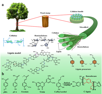 Green Chemistry综述:先进、多功能木质素基生物降解复合膜材料助力可持续发展